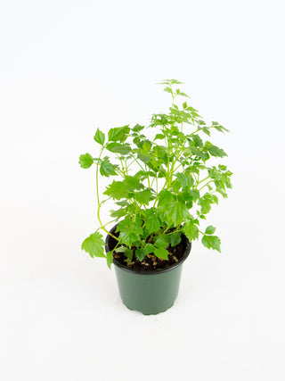 Radermachera sinica 'Emerald Tree'