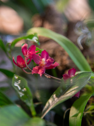 Howeara Lava Burst 'Puanani'