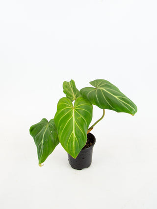 Philodendron gloriosum
