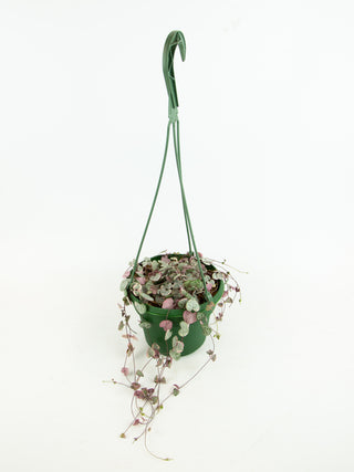 Ceropegia woodii variegata 'String of Hearts'