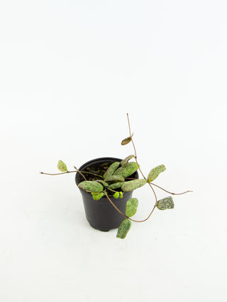 Hoya sigillatis sp. Borneo