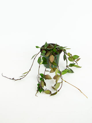 Hoya krohniana 'black'
