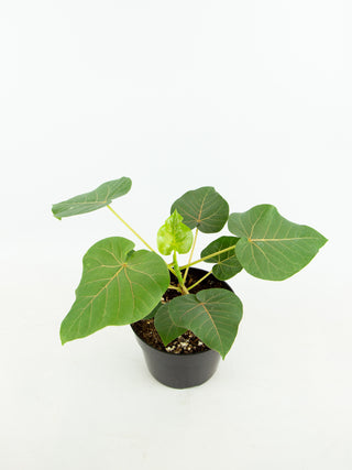 Ficus petiolaris