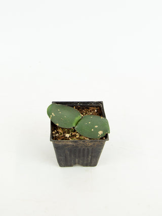 Haemanthus deformis