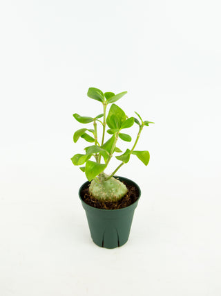 Hydnophytum papuanum