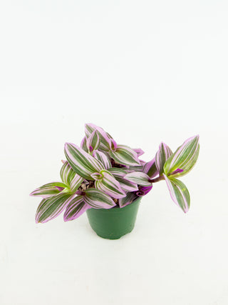 Tradescantia nanouk