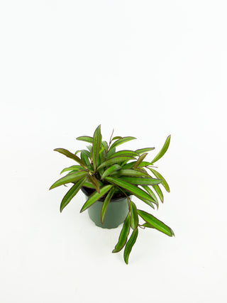 Hoya wayetii