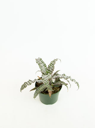 Cryptanthus cv.