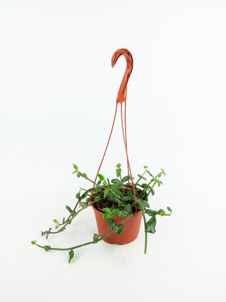Ceropegia sandersonii
