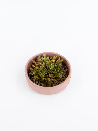 Selaginella lepidophylla 'Resurrection Plant'