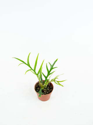 Philodendron tortum