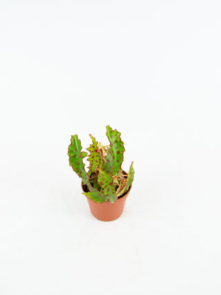 Begonia amphioxus