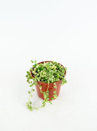 Senecio rowleyanus 'String of Pearls' variegata