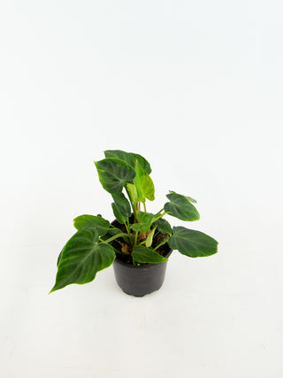 Philodendron verrucosum