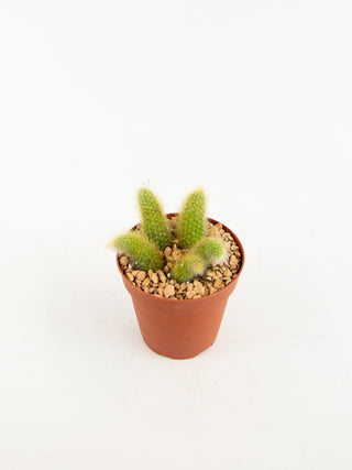 Cleistocactus colademononis 'Monkey's Tail'