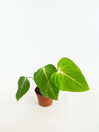 Philodendron gloriosum