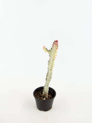 Euphorbia lactea 'White Ghost'