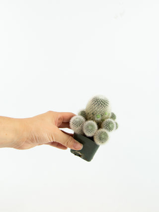 Rebutia muscula