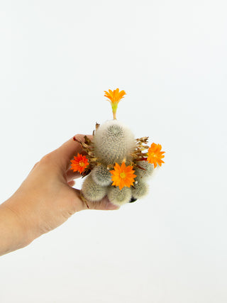 Rebutia muscula