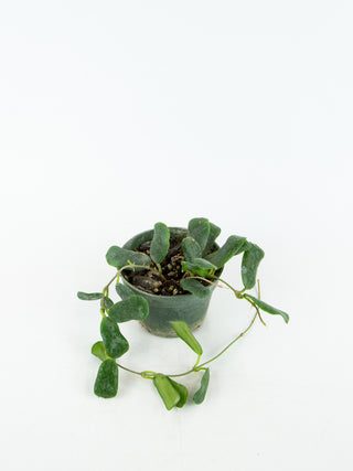 Hoya rotundiflora
