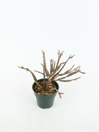 Euphorbia platyclada