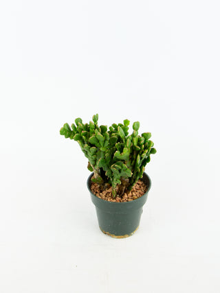 Schlumbergera cv.