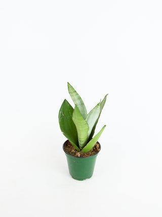 Dracaena ‘Moonshine’