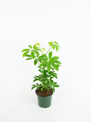 Schefflera arboricola