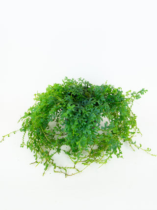 Selaginella uncinata