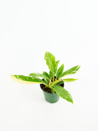 Philodendron 'Ring of Fire'