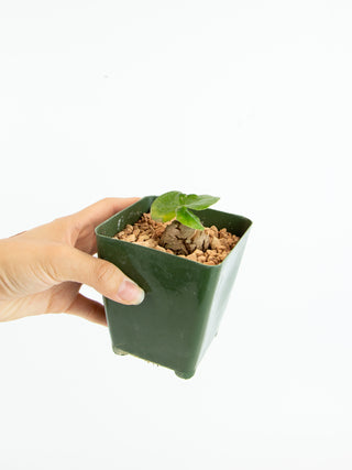 Dioscorea elephantipes