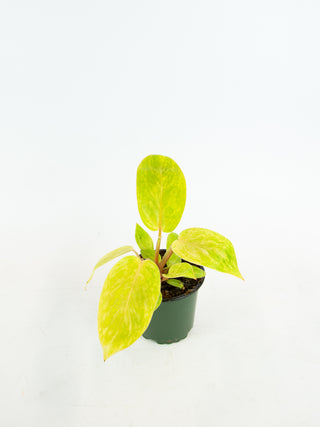 Philodendron 'Painted Lady'