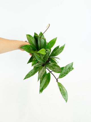 Hoya pubicalyx