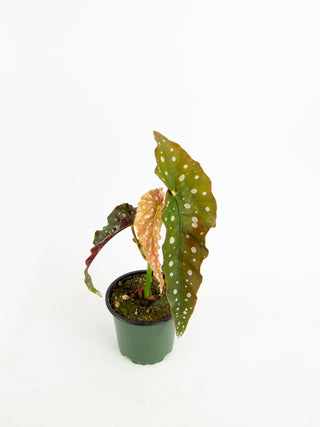 Begonia maculata