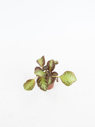 Episcia sp.