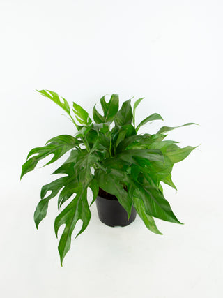 Epipremnum pinnatum 'Baltic Blue'