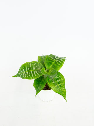 Dracaena goldieana