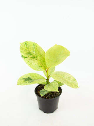 Ficus Shivereana