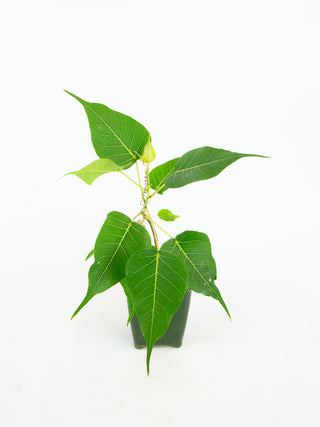 Ficus religiosa