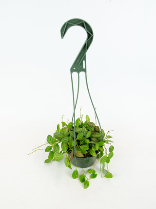 Dischidia ovata