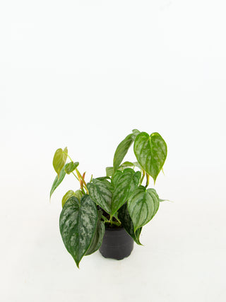 Philodendron brandtianum