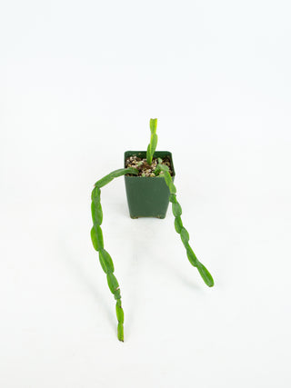 Rhipsalis paradoxa