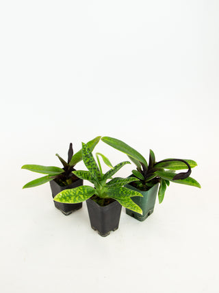 Paphiopedilum cv. (hybrid)