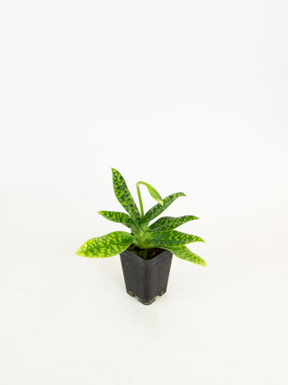 Paphiopedilum cv. (hybrid)