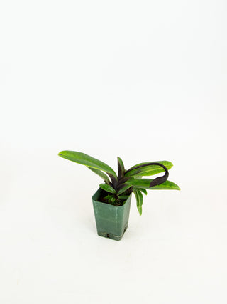Paphiopedilum cv. (hybrid)