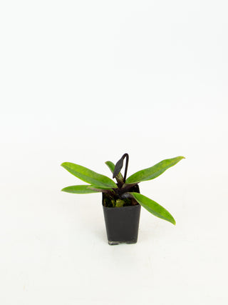 Paphiopedilum cv. (hybrid)