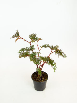 Begonia bipinnatifida