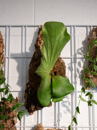 Cork Mounted Plants
