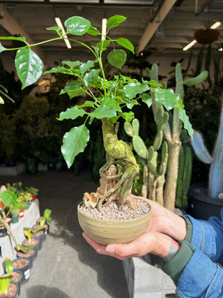 Radermachera sinica bonsai