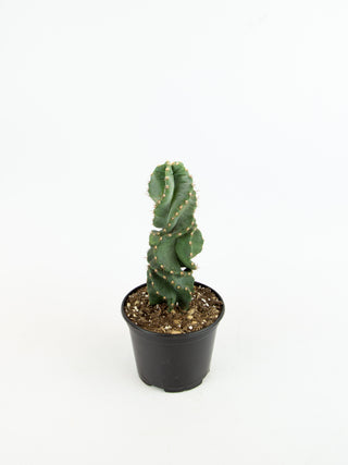 Cereus peruvianus 'Spiralis'